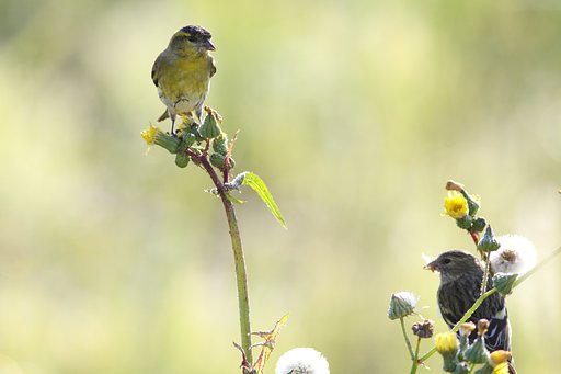 マヒワ♂♀
