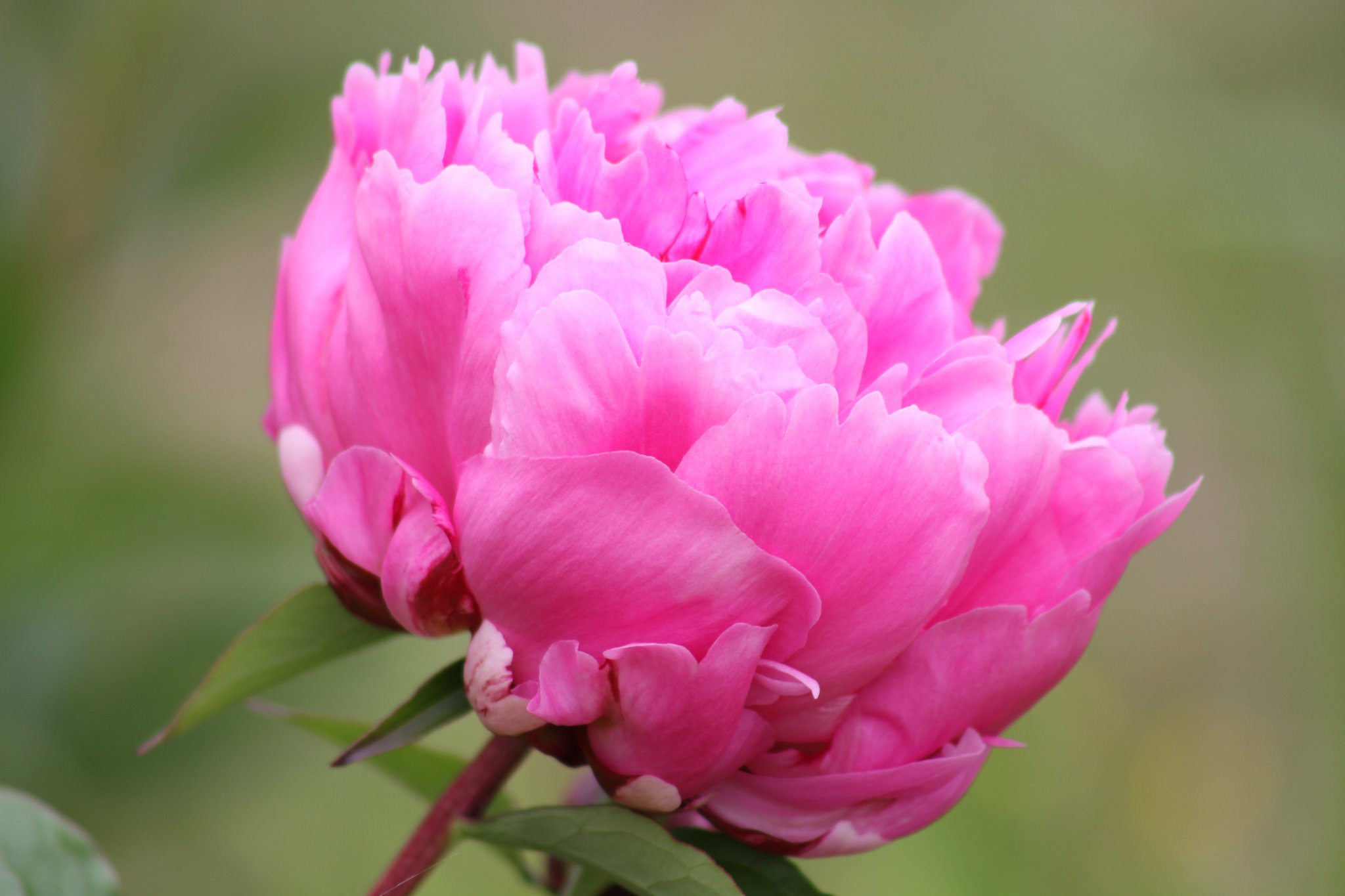 芍薬