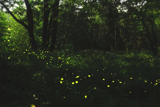 ヒメボタル