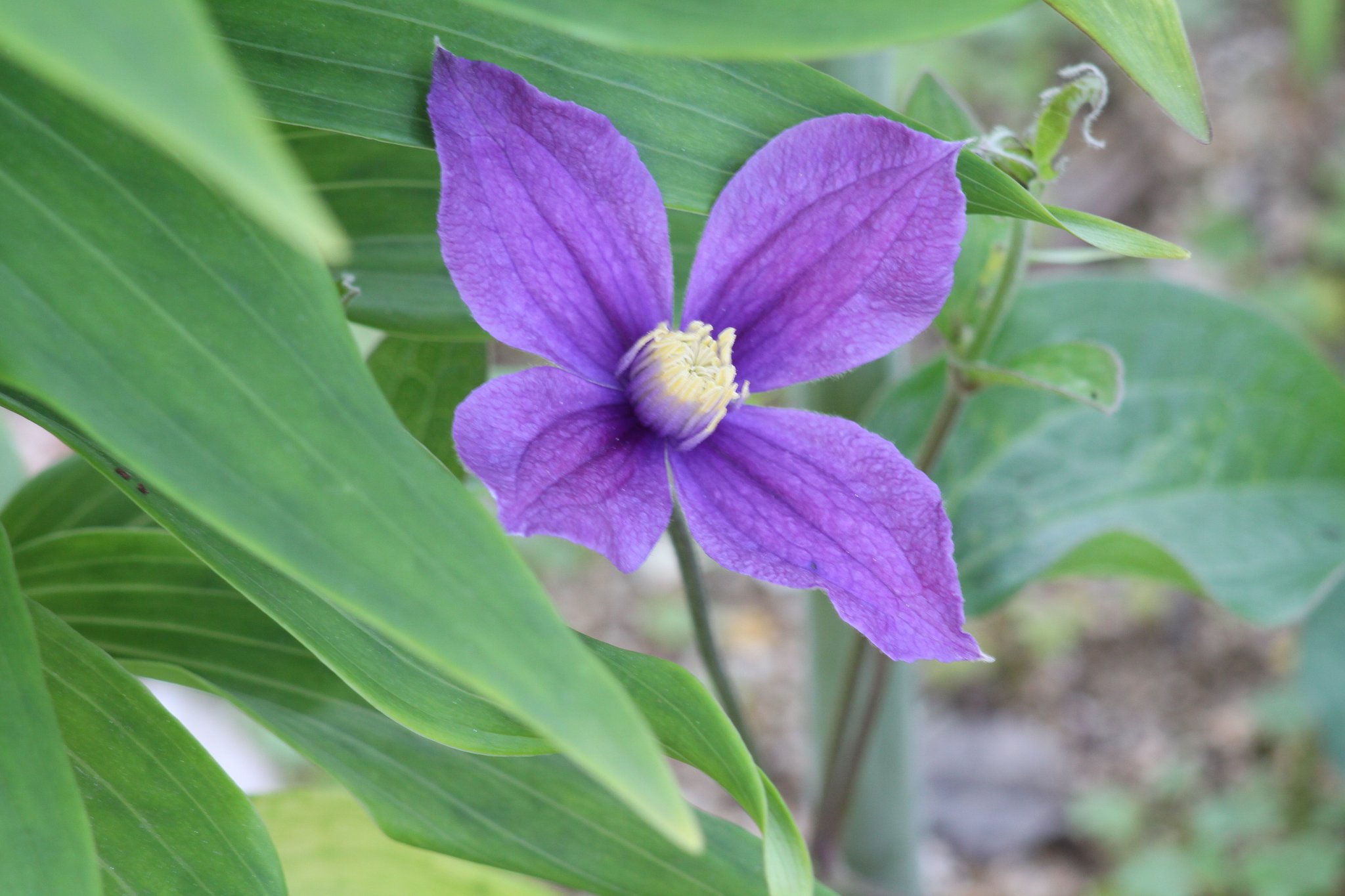 【Purple】クレマチス