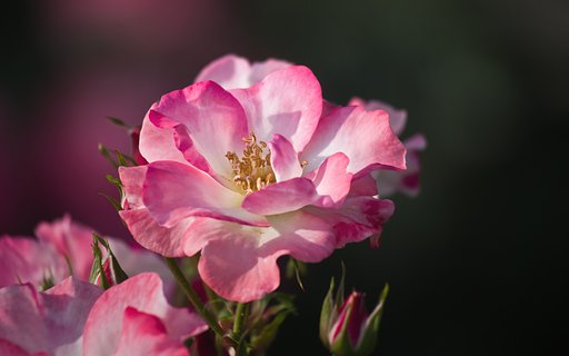 花霞