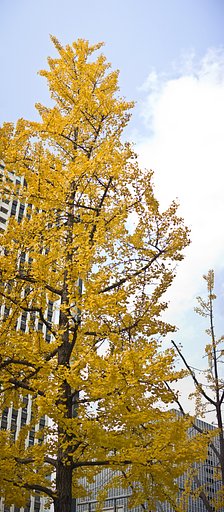 高く高く