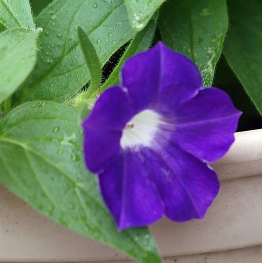 【Purple】サフィニア