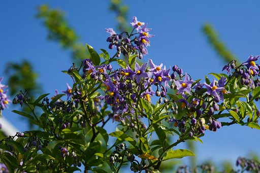 【Purple】Nightshade