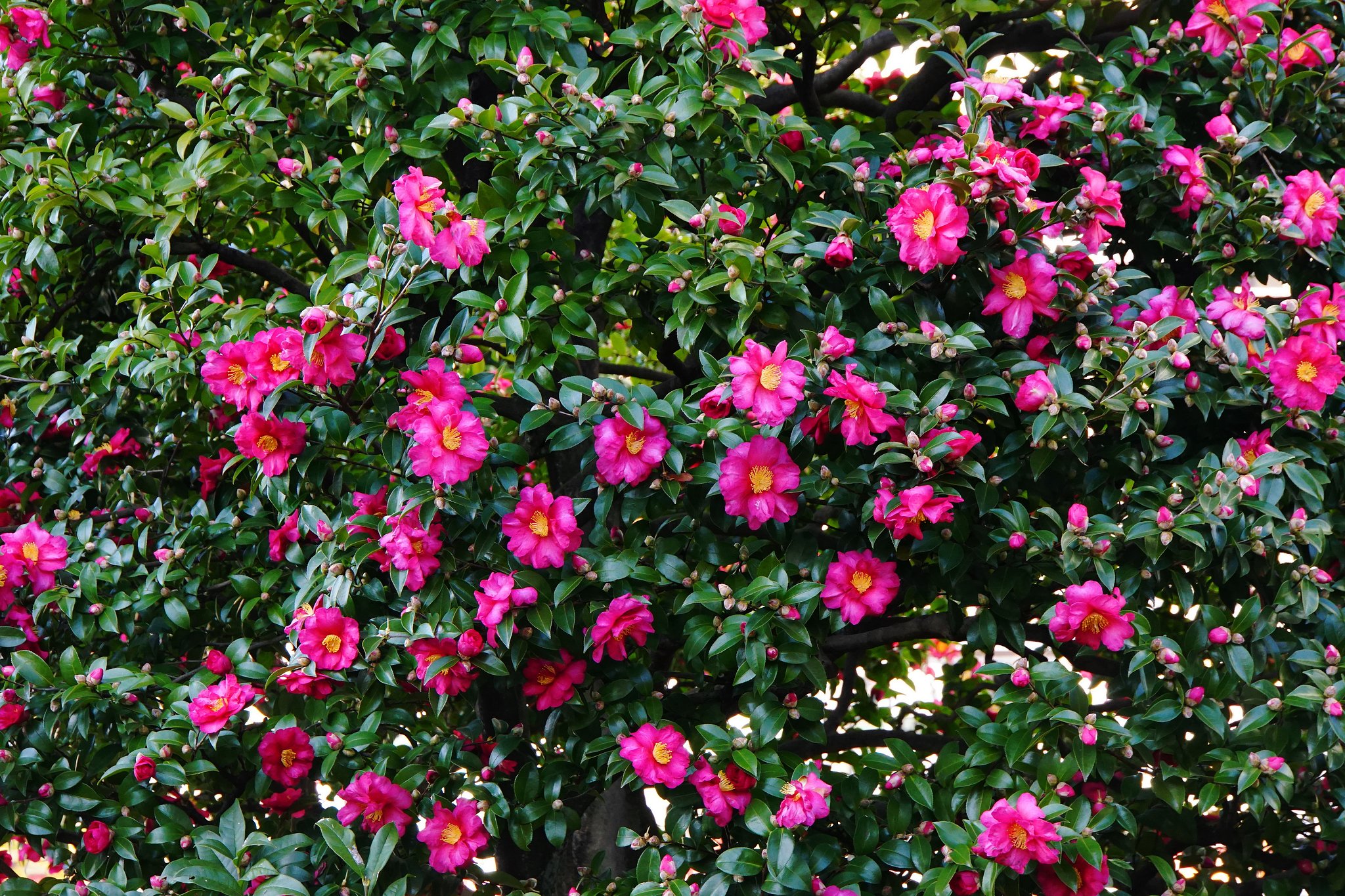 冬の花