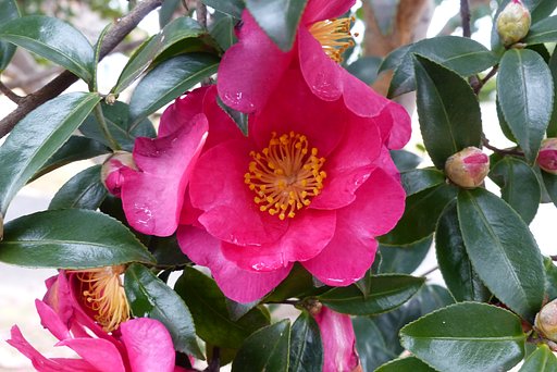 山茶花のUP