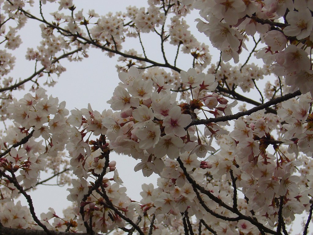 満開