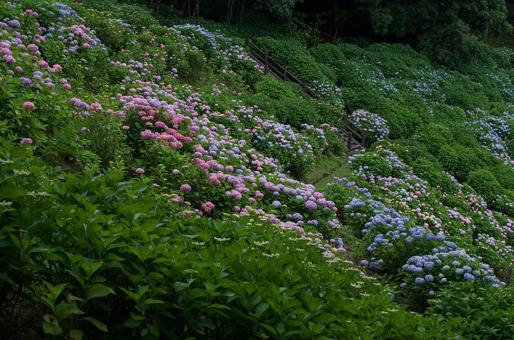 紫陽花苑