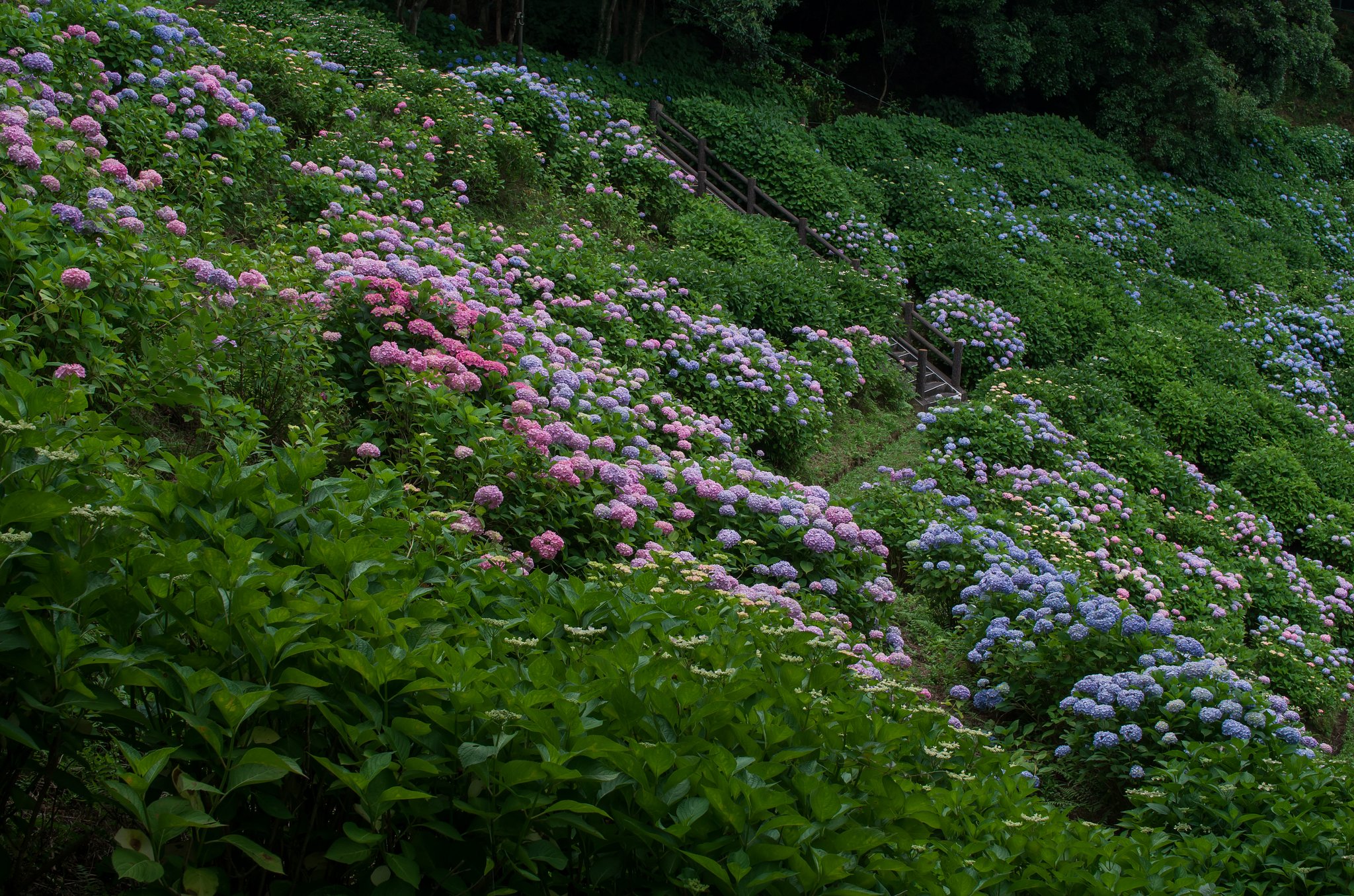 紫陽花苑