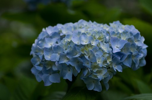 SIGMA MACRO 70mm F2.8