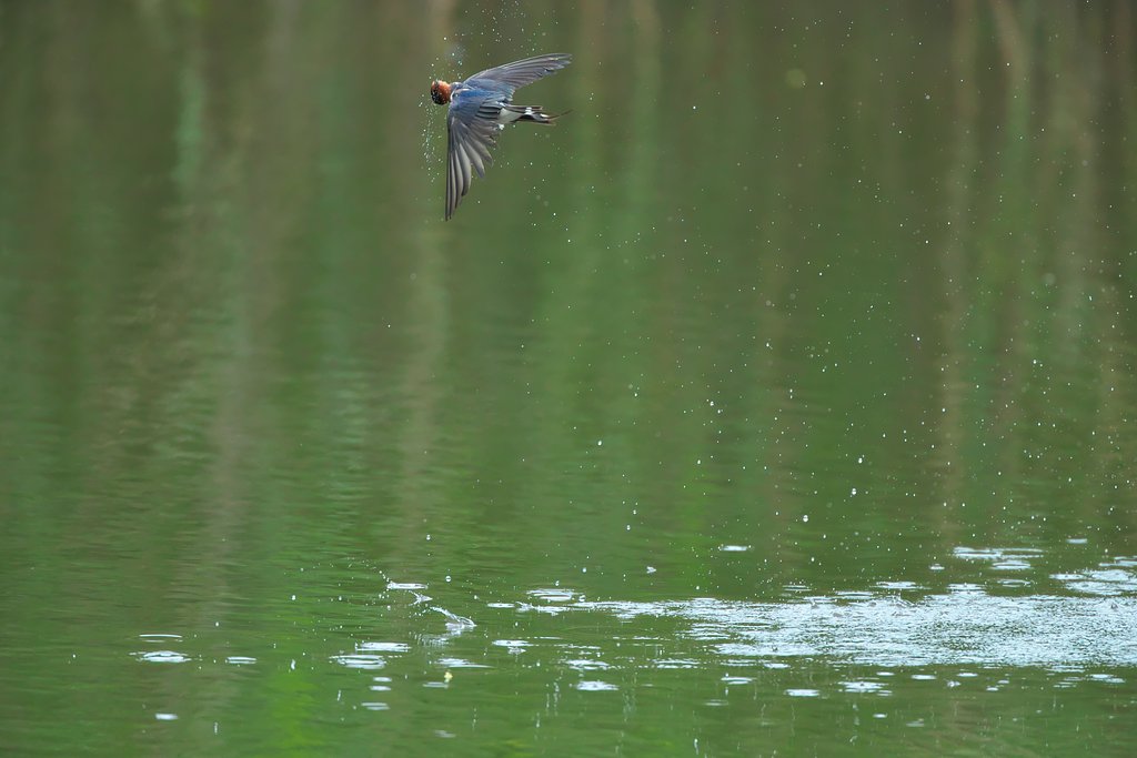 EF500mm F4L IS＋2.0