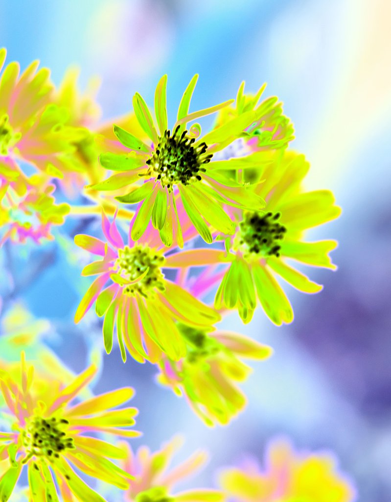 花