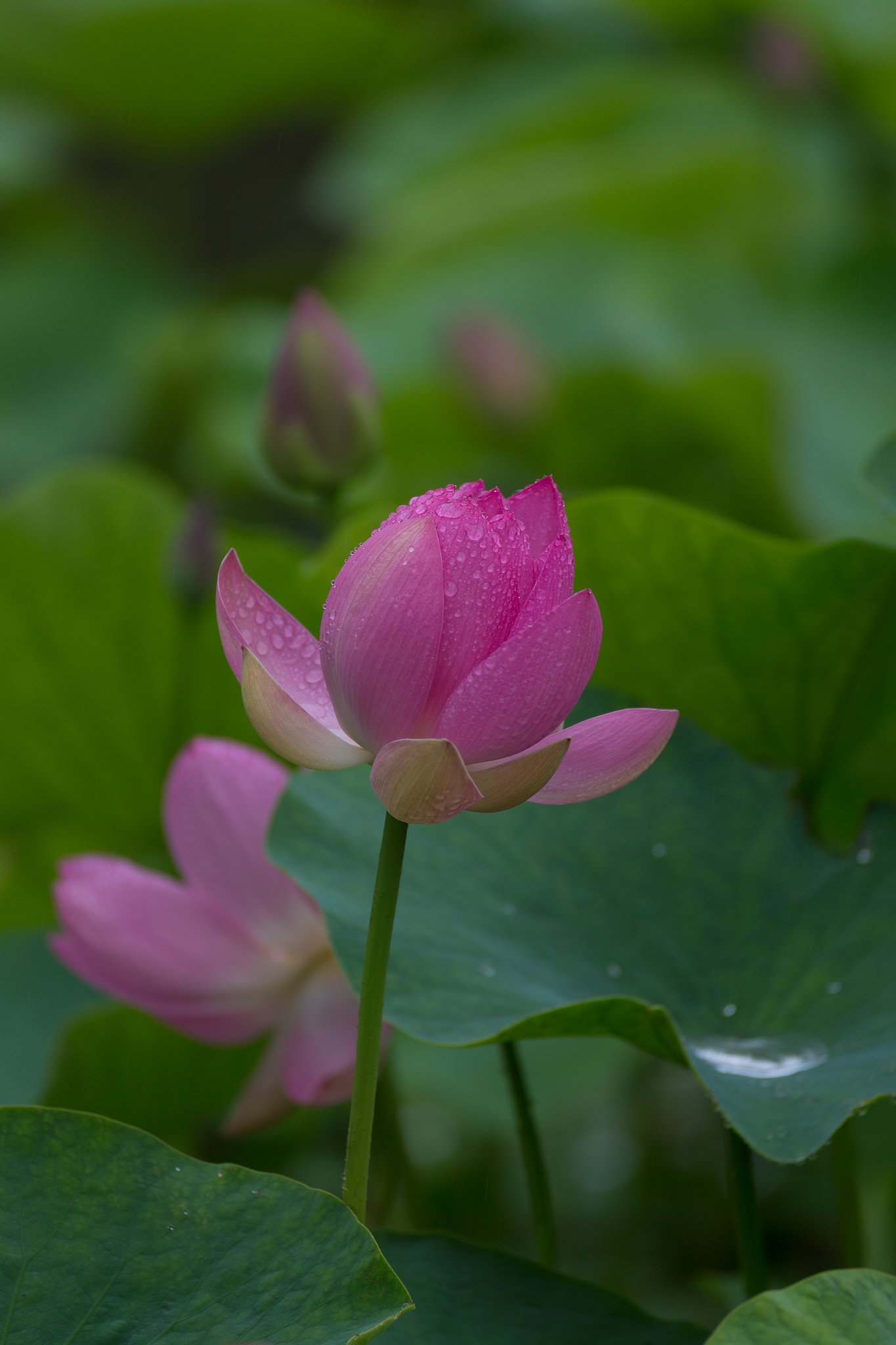 EF100-400mm F4.5-5.6 L IS