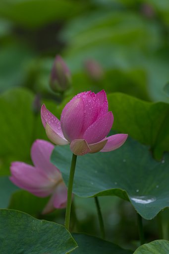 EF100-400mm F4.5-5.6 L IS