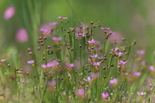 【Purple】薄紫のゲンコツたち