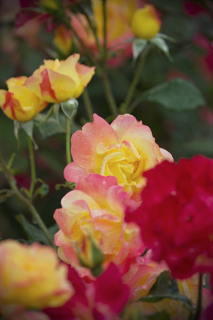 チャールストンという薔薇