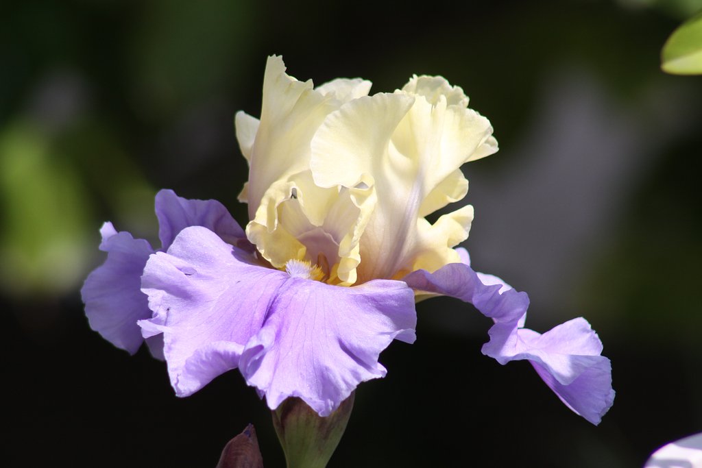 【Purple】アイリス