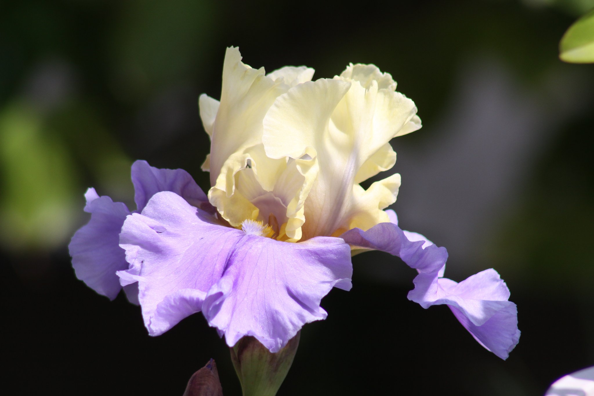 【Purple】アイリス