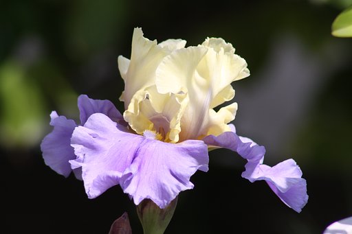 【Purple】アイリス