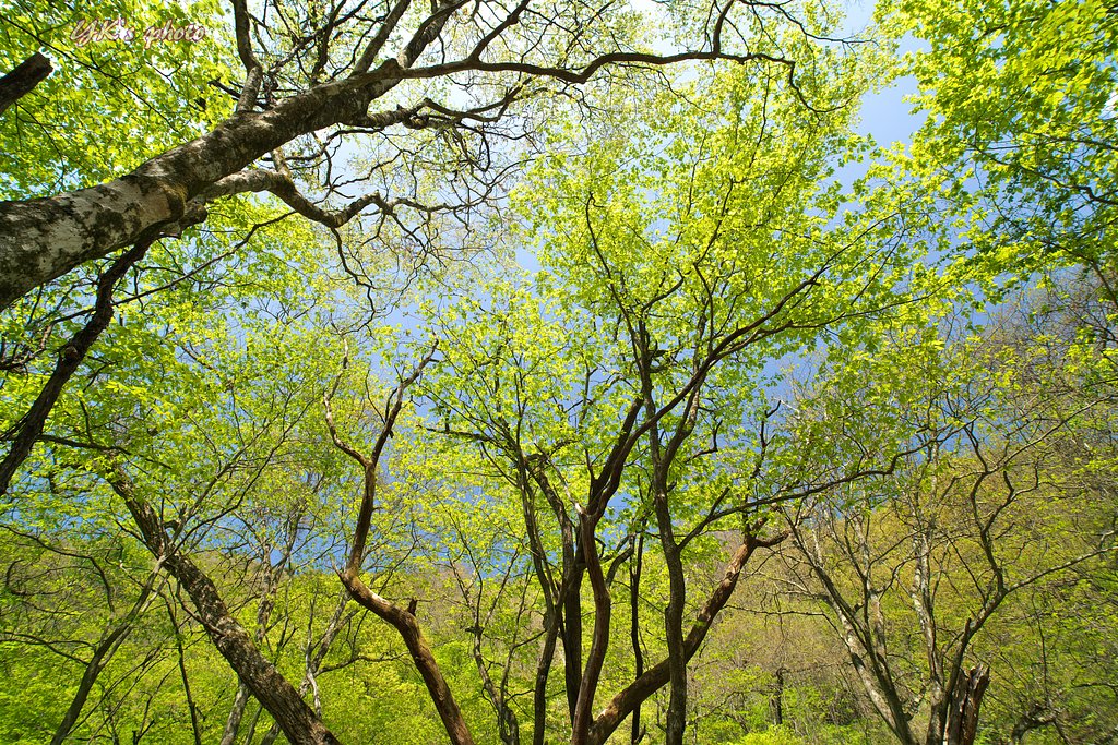Distagon 15mm F2.8 ZF2