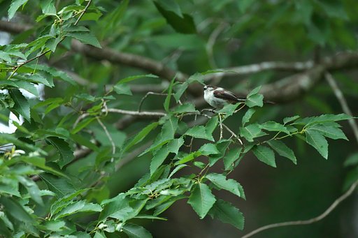 EF500mm F4L IS＋EF1.4Ⅲ