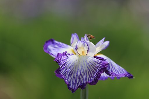 菖蒲園にて
