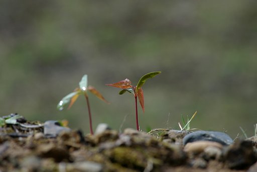 種から新芽