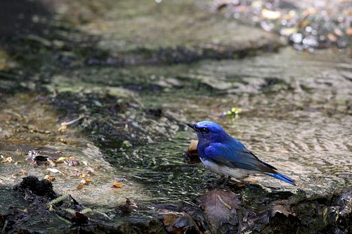 水場の野鳥（オオルリ）