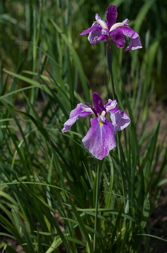 SIGMA MACRO 70mm F2.8