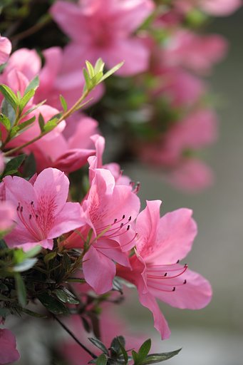 つつじ