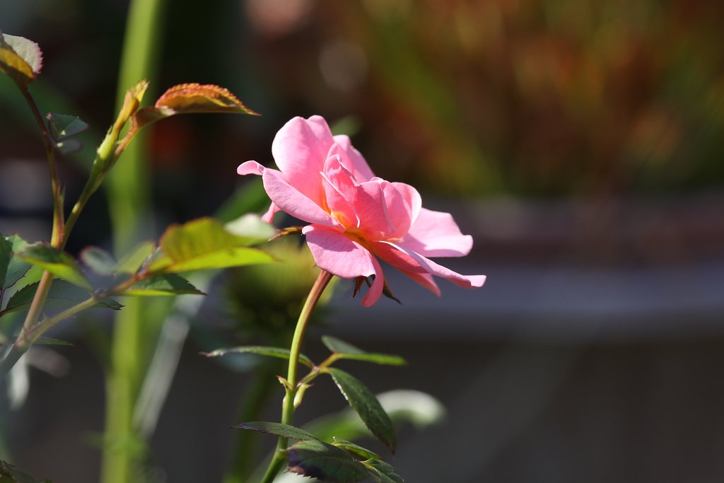 薔薇