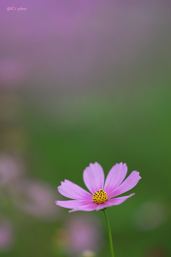 Sonner 135mm F1.8 ZA