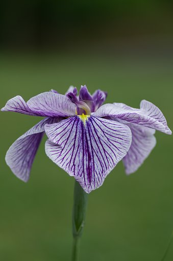 菖蒲
