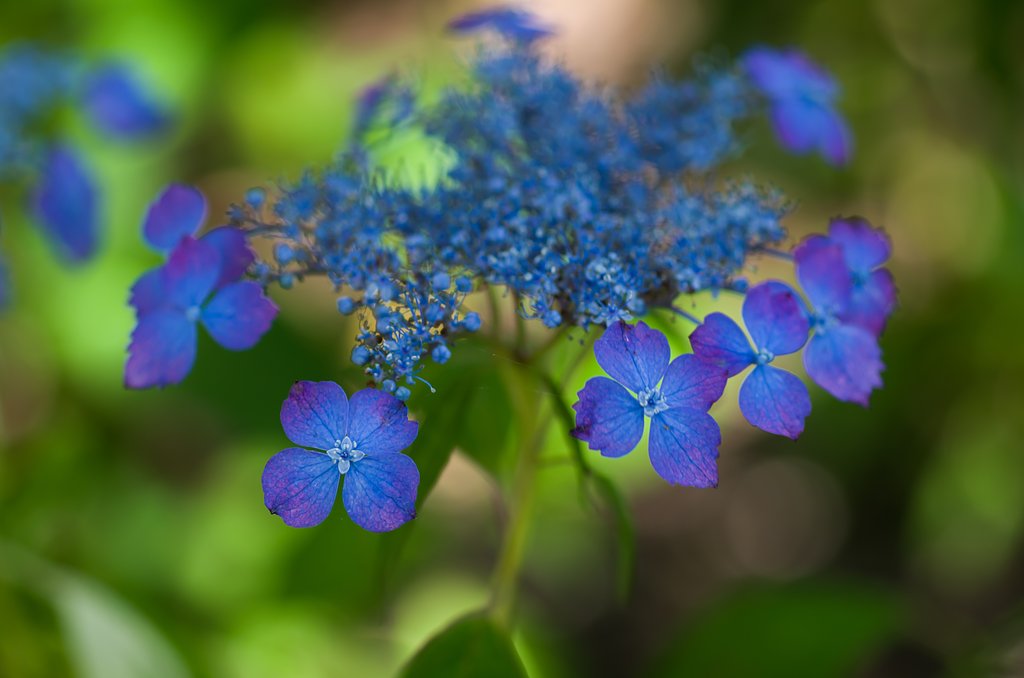 SIGMA MACRO 70mm F2.8