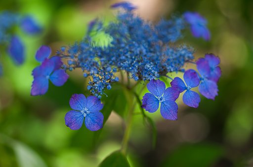 SIGMA MACRO 70mm F2.8