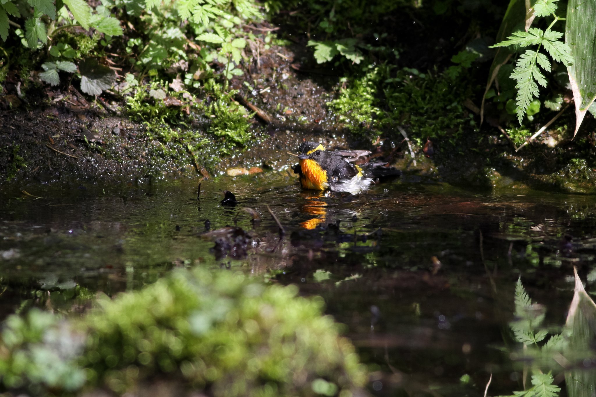 水場の野鳥（キビタキ）