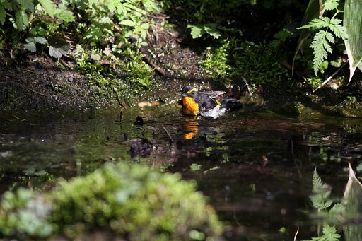 水場の野鳥（キビタキ）