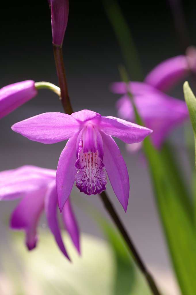 TOKINA　EMZ　M100AF  F3.5  MACRO