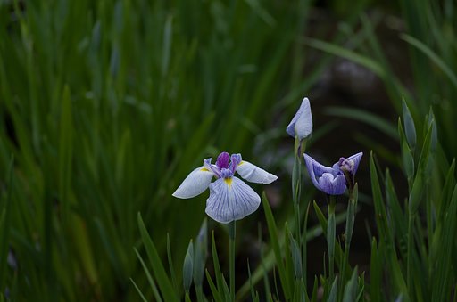 PENTAX-D FA MACRO 100mmF2.8