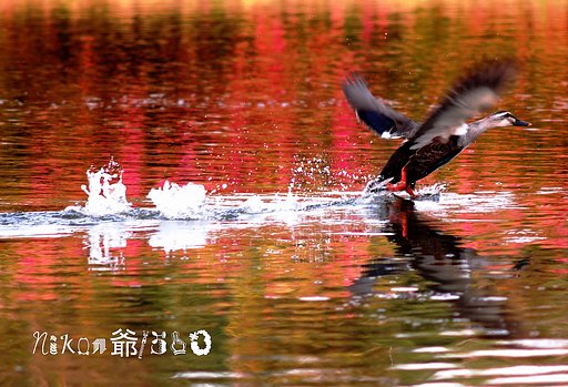 先ずは逃げるか