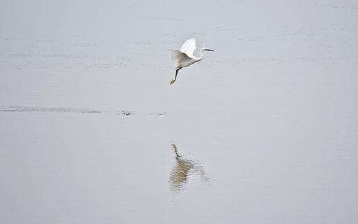 水面のコサギ