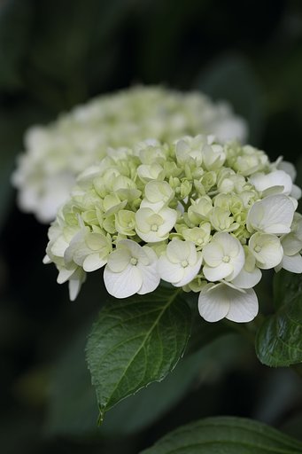 庭の紫陽花