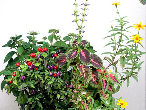寄せ植え