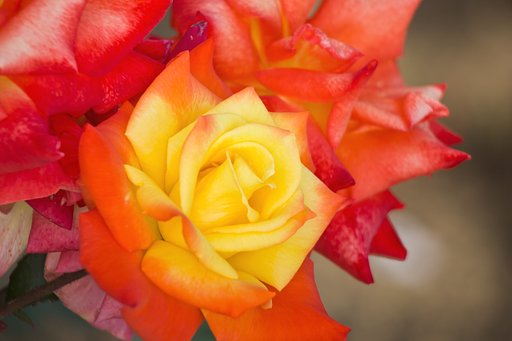 高雄という薔薇【温】高雄の山、紅葉の彩り