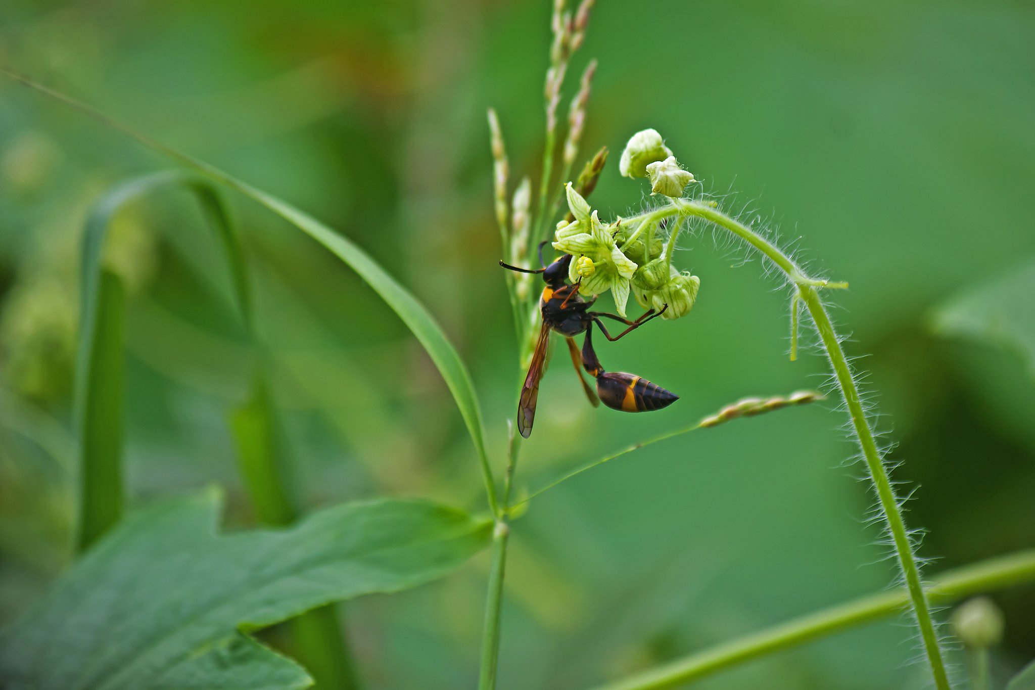 秋野原の蜂姿