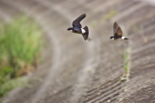 イワツバメ飛ぶ土手