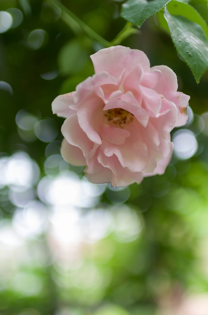 SIGMA 30mm F1.4 DC HSM