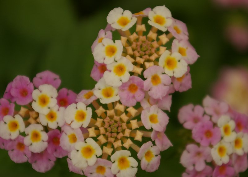 この花の名前を教えてください