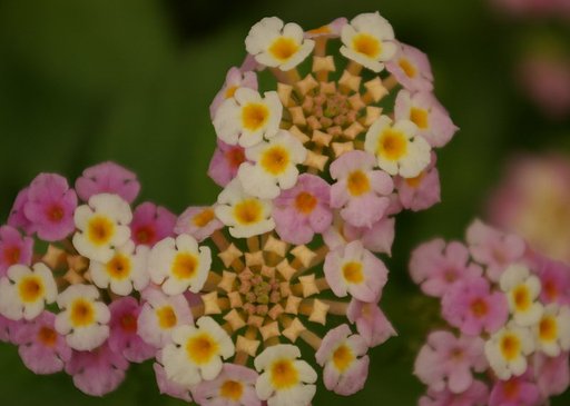 この花の名前を教えてください