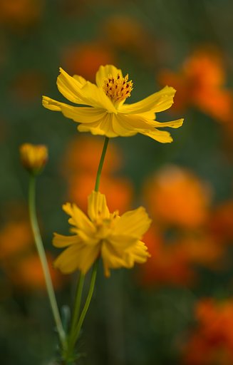 SIGMA MACRO 70mm F2.8